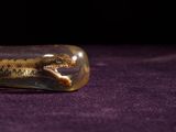 a small lizard inside of a glass bottle on a purple surface