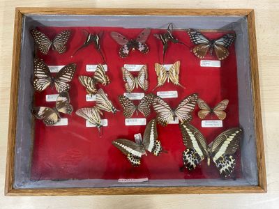 many different butterflies in a display in a wooden frame