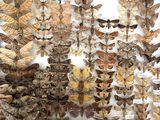 many different kinds of moths displayed in a glass case