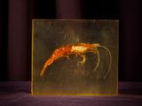 a picture of a shrimp in a glass box
