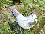 a bird that is sitting in a bush with leaves