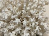 a close up of a white coral in a black vase