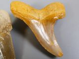 two shark teeth that are next to each other on a table