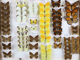 de nombreux types de papillons dans une vitrine