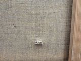 a close up of a picture of a piece of wood with a bug on it