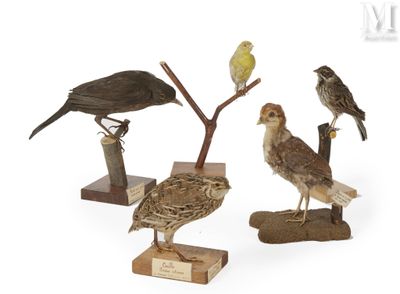 beaucoup d'oiseaux posés sur un socle en bois