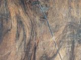 a picture of a painting of a horse on the wall