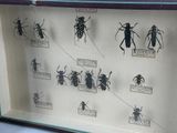 a lot of bugs that are on display in a case