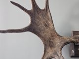 a close up of a deer ' s antlers head on a wall