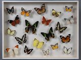 de nombreux papillons de toutes sortes dans une vitrine murale