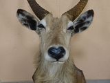 une tête de cerf empaillée, accrochée au mur à côté d'une horloge