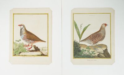 deux photos d'oiseaux qui se trouvent sur la même page