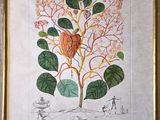 painting of a plant with leaves and flowers in a gold frame