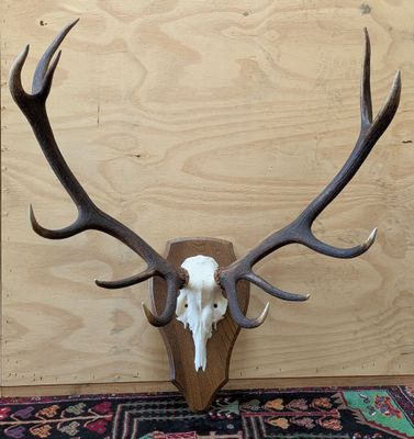 un crâne de cerf avec ses bois, fixé sur un mur en bois