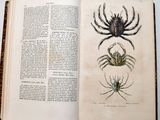 an open book with a drawing of a spider on it
