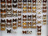 de nombreux types de papillons exposés dans une vitrine