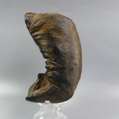 Fossiles de collection. Rare bulle tympanique géante de bale… - Photo 1