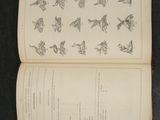 an open book with drawings of birds on it