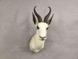 a antelope head mounted on the wall of a room