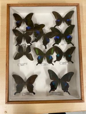 a lot of butterflies that are in a shadow box