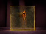 un insecte qui se trouve à l'intérieur d'une boîte en verre