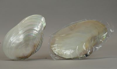 two shells that are wrapped in plastic on a table