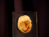an image of a glass object with a shell inside of it