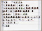 de nombreux insectes exposés dans une vitrine