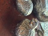three figurines of birds on a wooden table