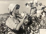 photographie en noir et blanc d'une femme cueillant du coton dans un champ
