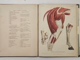 an open book with a diagram of muscles on it
