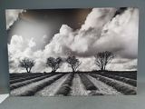 une photo en noir et blanc représentant trois arbres dans un champ