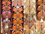 many different types of butterflies displayed in a wooden box