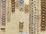 many different types of butterflies displayed in a shadow box