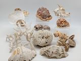 de nombreux types de coquillages exposés sur la table