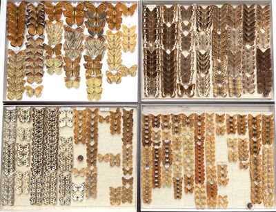 several different types of butterflies are displayed in a display case