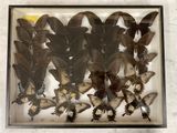 a lot of butterflies that are in a glass case