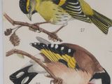 two birds that are sitting on the branches of a tree