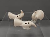 deux oiseaux posés dans une boîte transparente