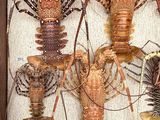 several lobsters are displayed in a shadow box on a table