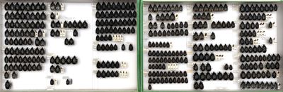 many different types of screws in a display case