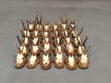 beaucoup de crânes de cerfs et d'antilopes sur la table