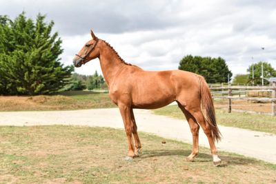 a horse that is standing in the grass by the road
