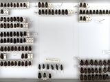 a lot of bugs that are on display in a box