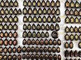 a lot of beetles that are on display in a display case