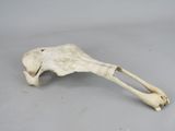 a small animal skull with a long bone on a table