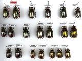 a lot of beetles that are on display on the wall