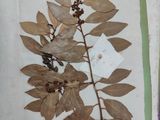 a picture of a dried plant on a piece of paper