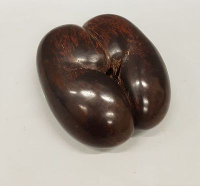 Graine de palmier polie dit "Coco Fesse".
