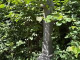a stone cross in the middle of a garden